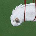 Billede: Galleri 2